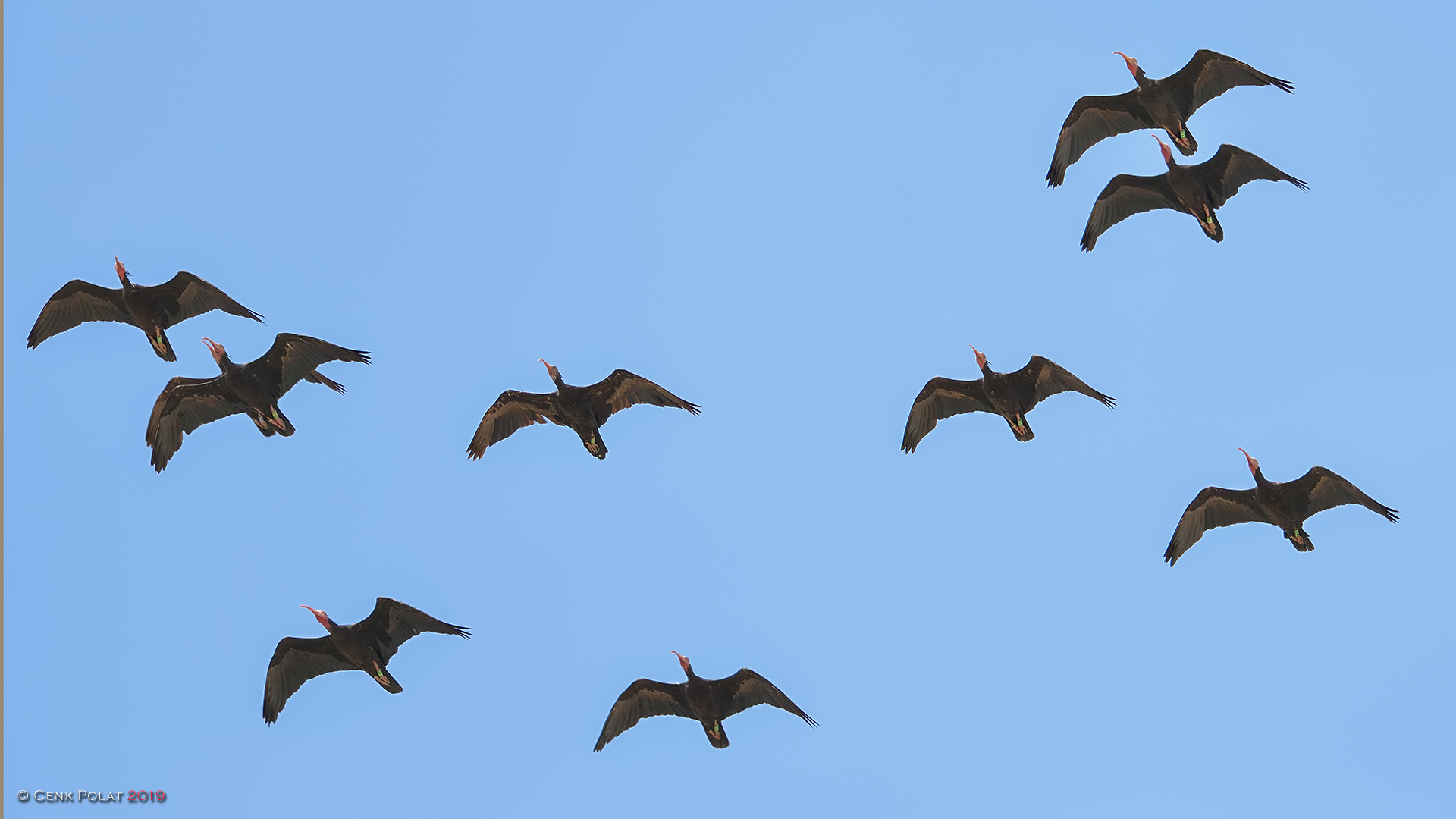 Northern Bald Ibis